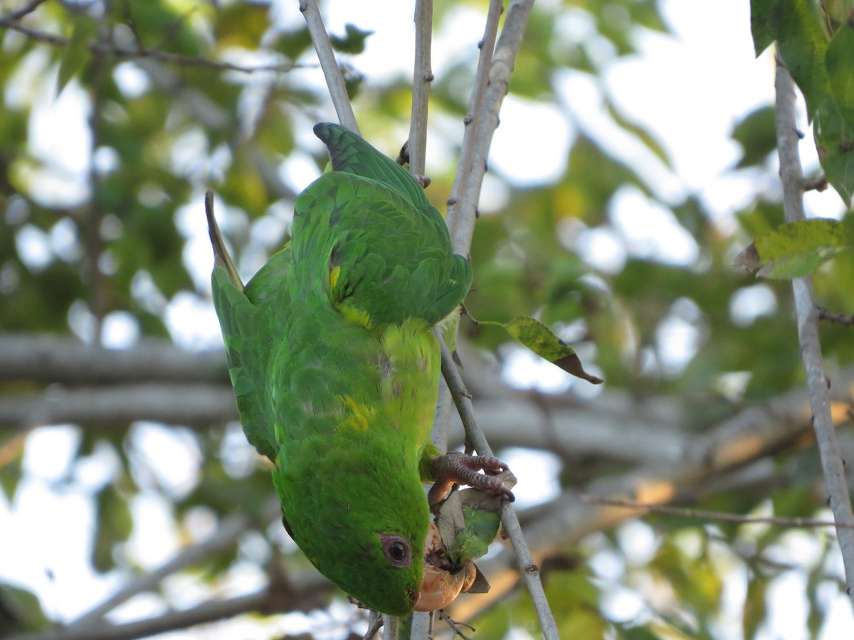 Green Parakeet - ML626425329