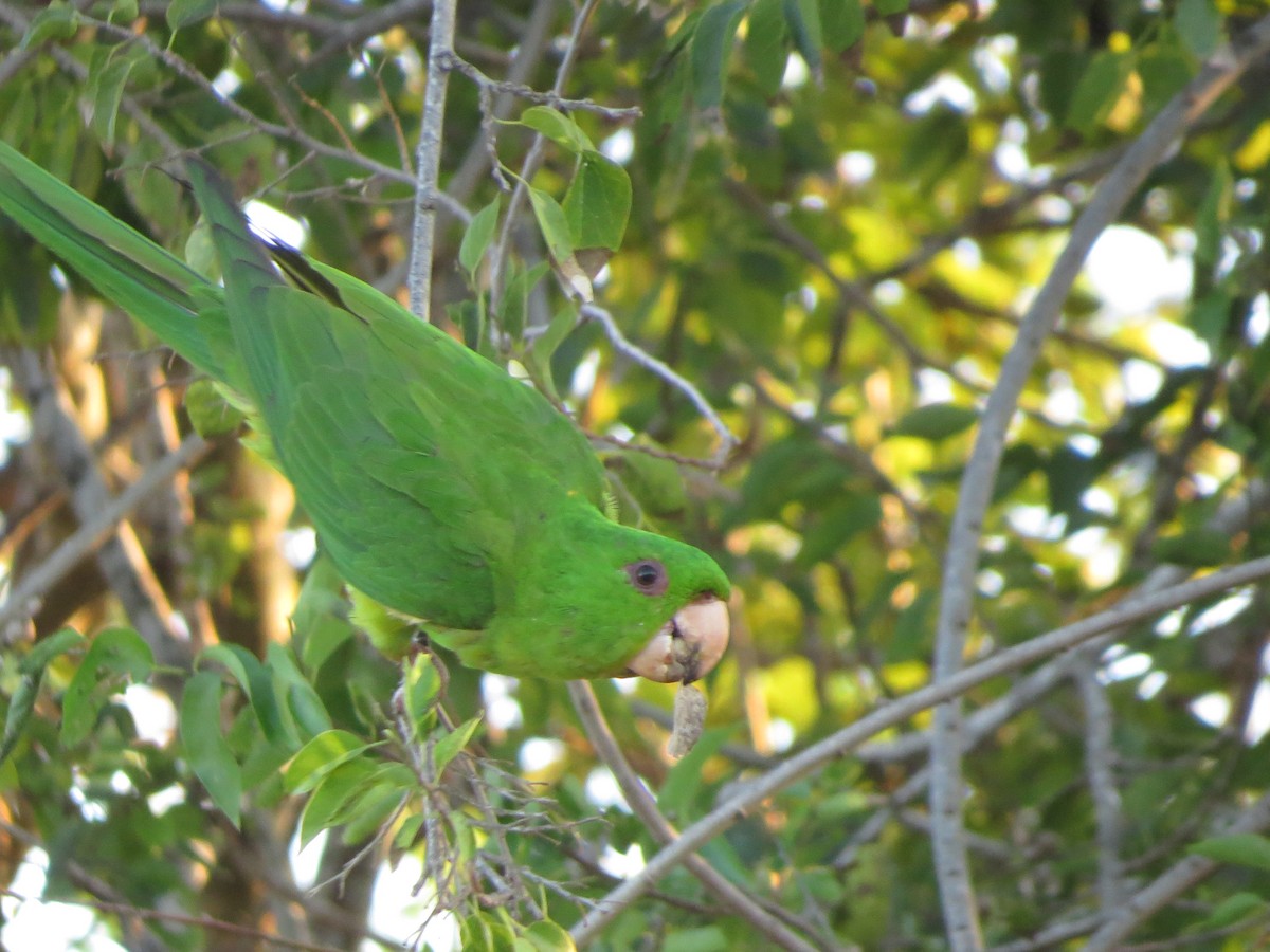 Green Parakeet - ML626425330