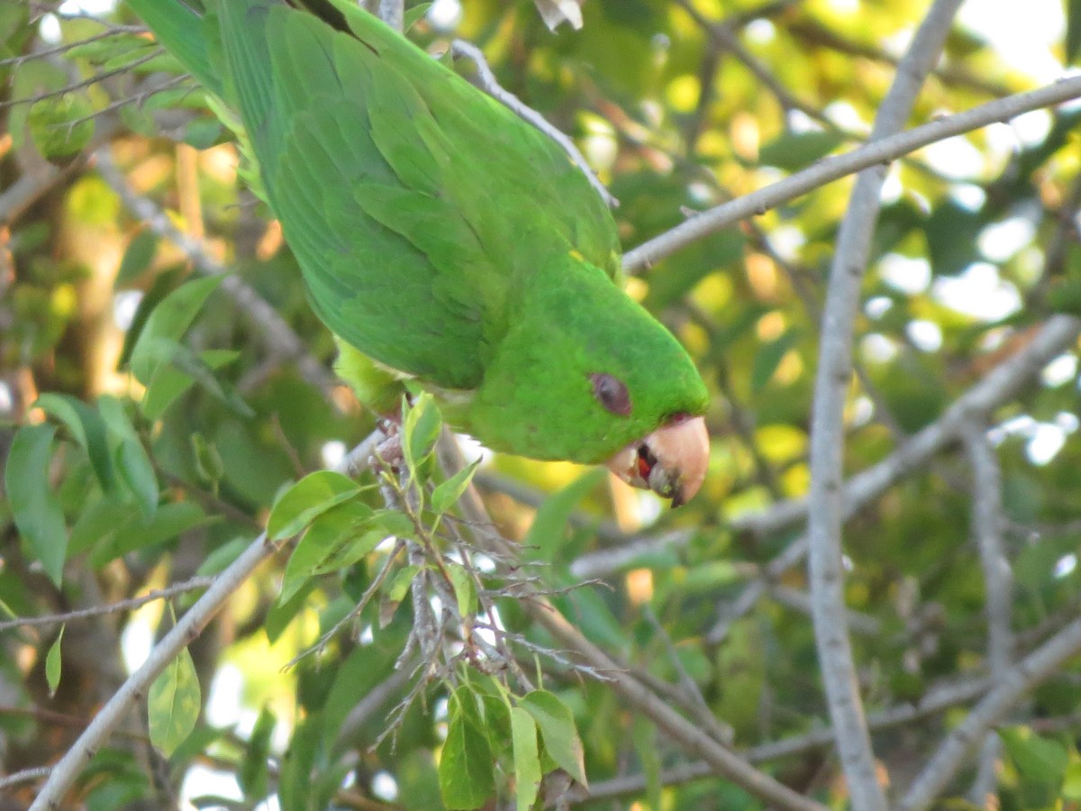 Green Parakeet - ML626425331