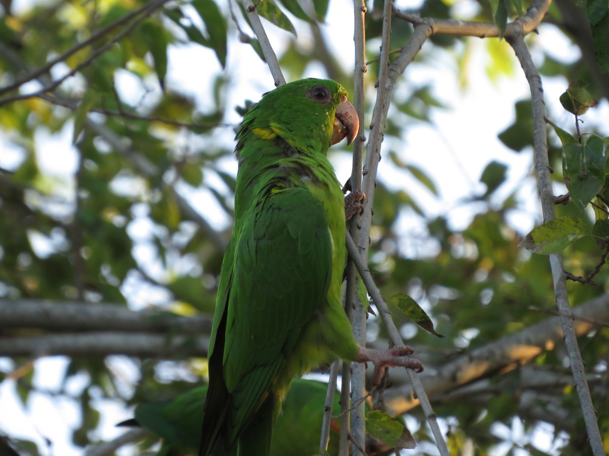 Green Parakeet - ML626425332