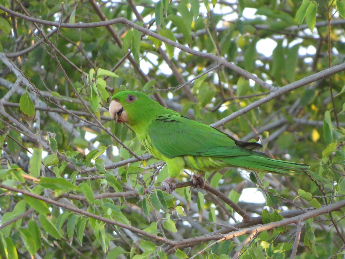 Green Parakeet - ML626425333