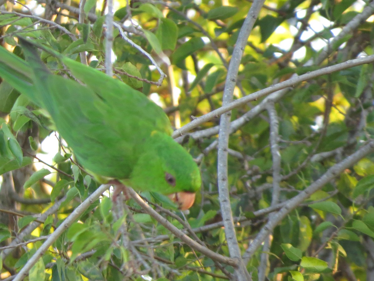 Green Parakeet - ML626425334