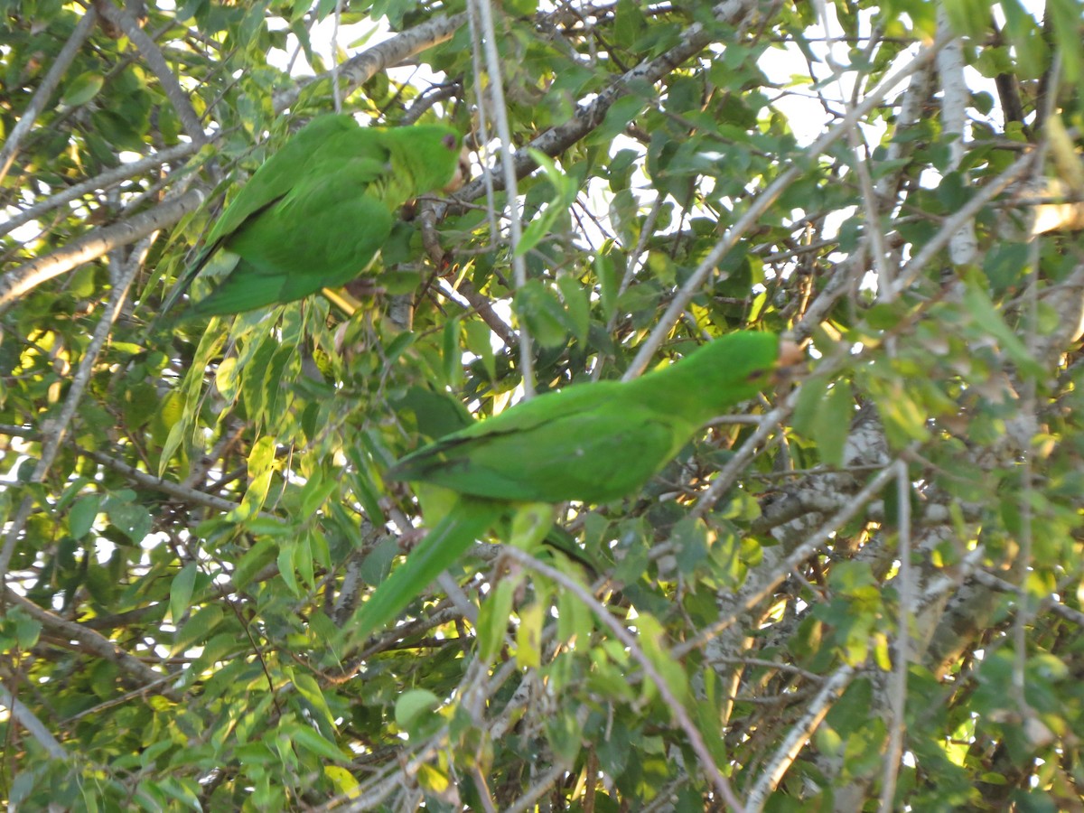 Green Parakeet - ML626425335