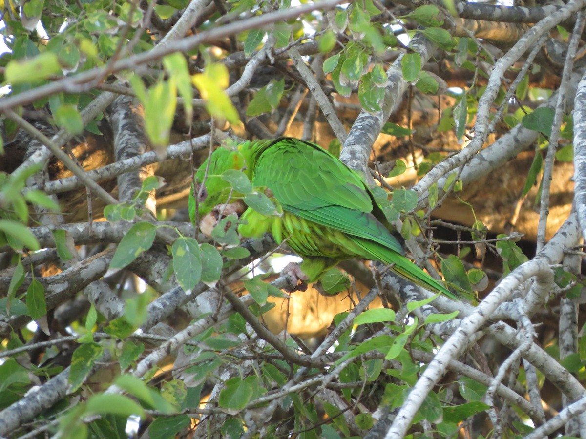 Green Parakeet - ML626425336