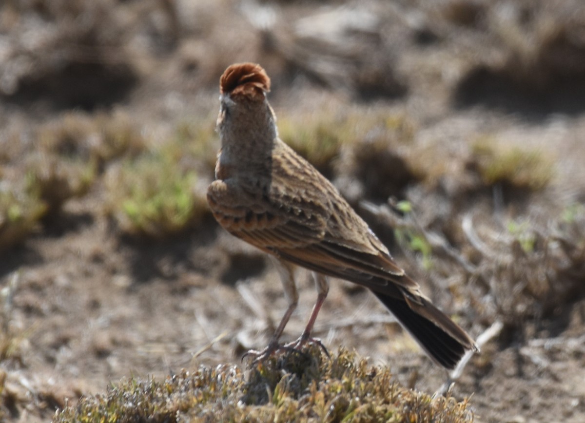 Red-capped Lark - ML626425347