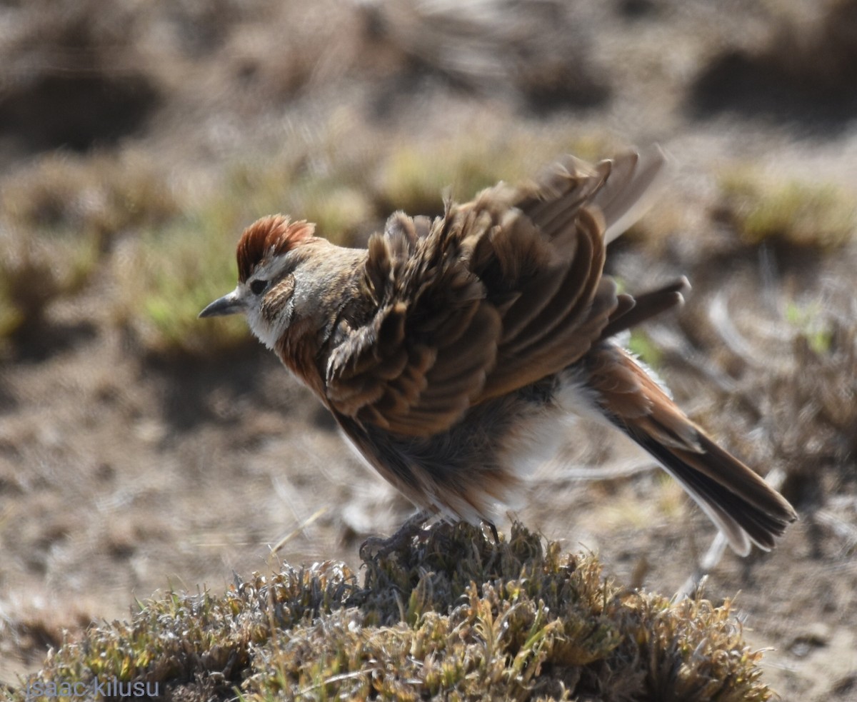 Red-capped Lark - ML626425348