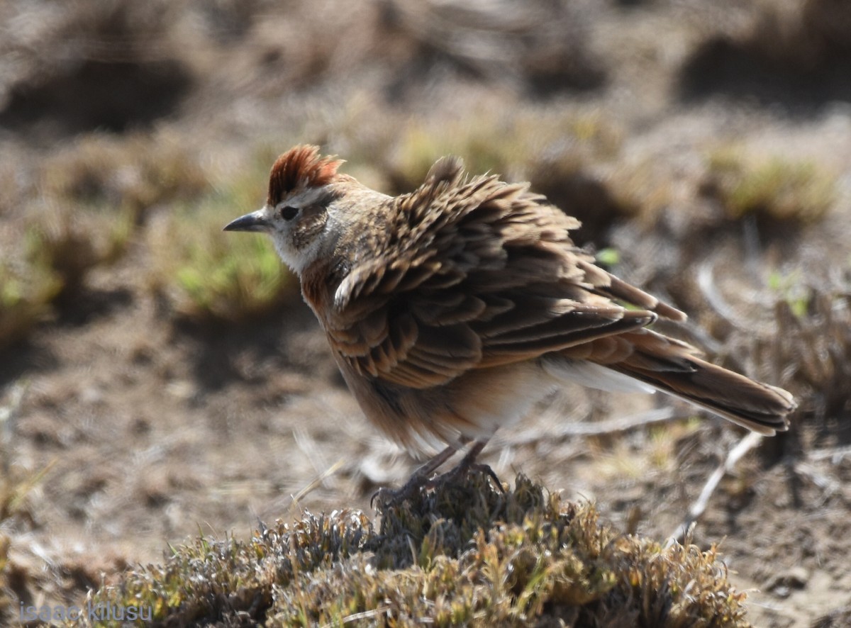 Red-capped Lark - ML626425349