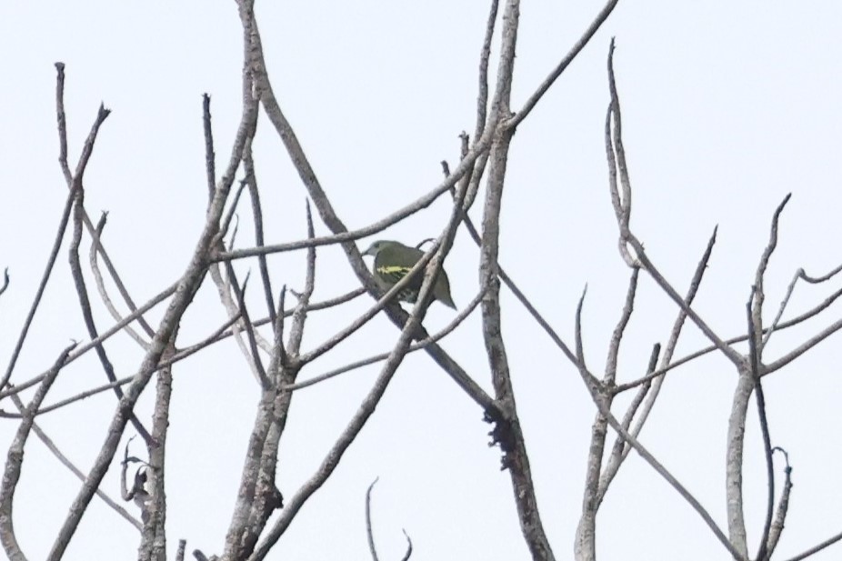 Thick-billed Green-Pigeon (Barusan) - ML626425405