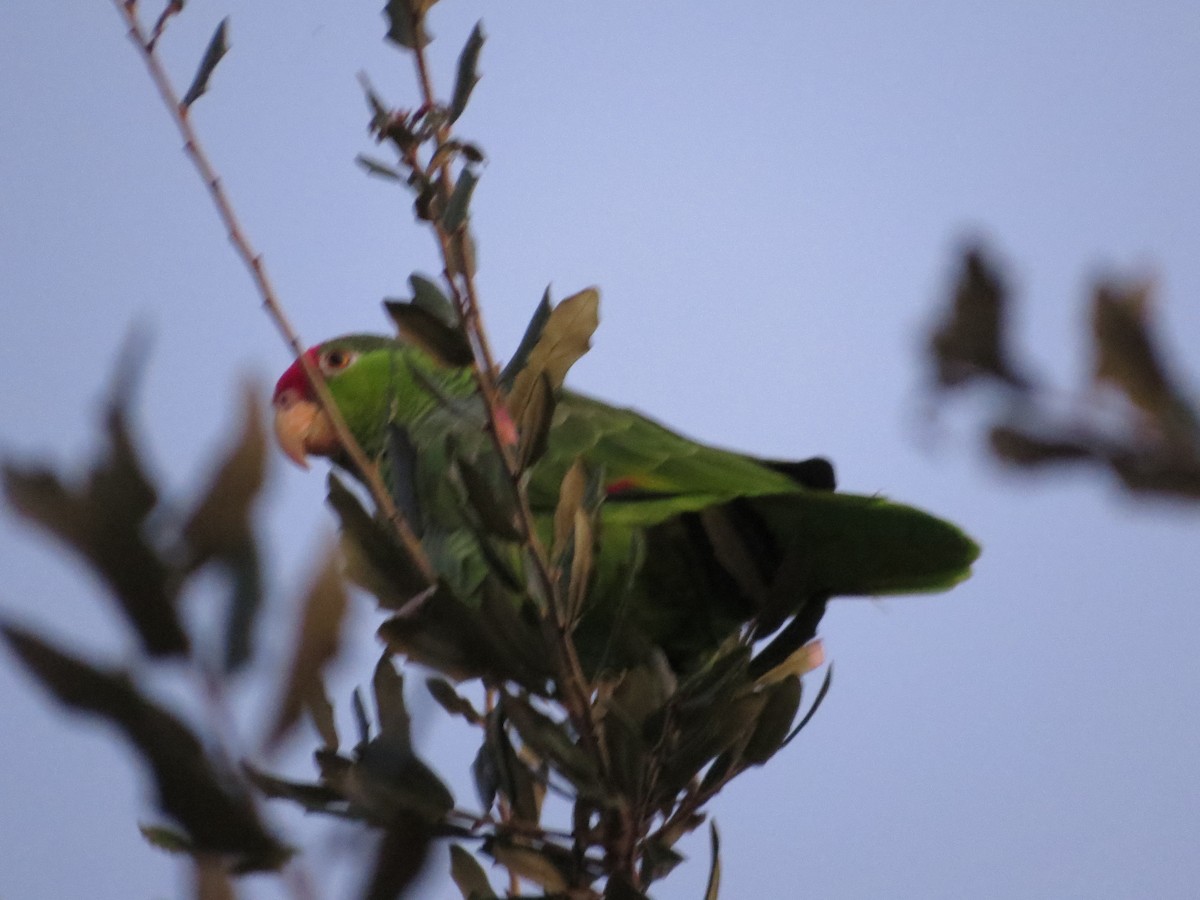 Red-crowned Amazon - ML626425463