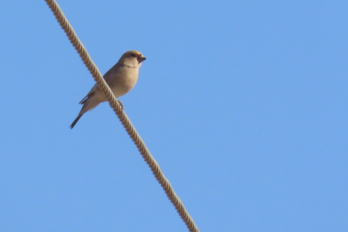 Desert Finch - ML626425521