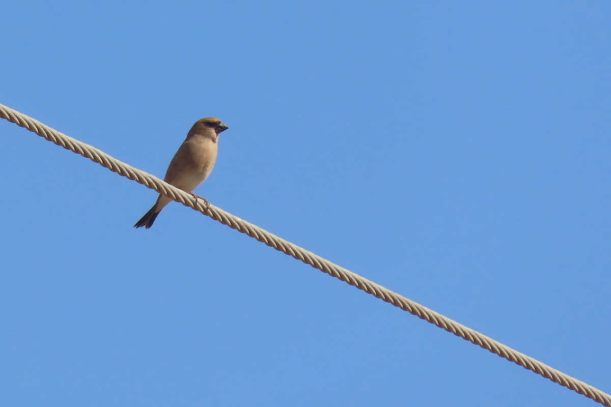 Desert Finch - ML626425522