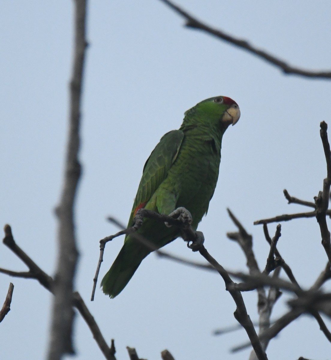 Red-crowned Amazon - ML626425658