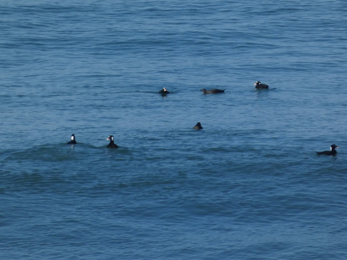 Surf Scoter - ML626425674
