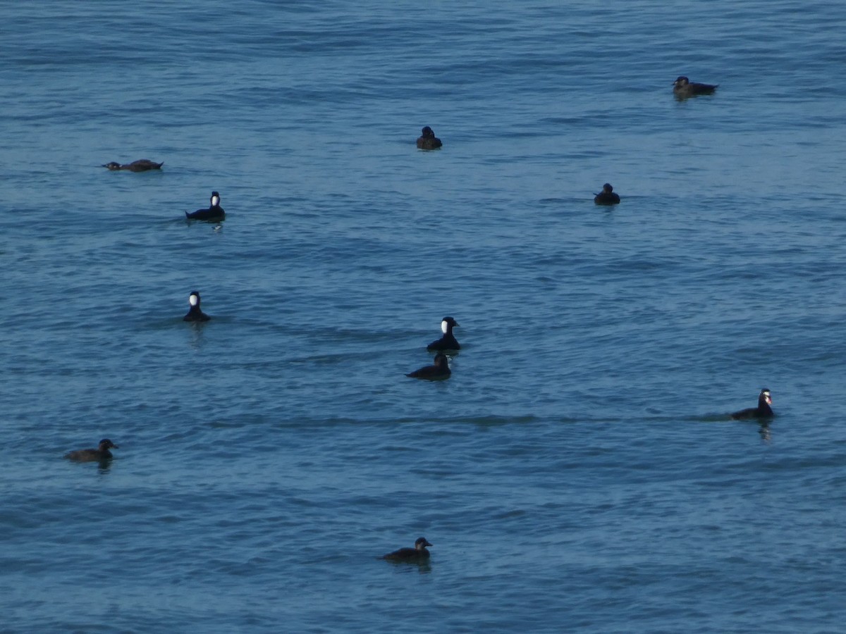 Surf Scoter - ML626425675