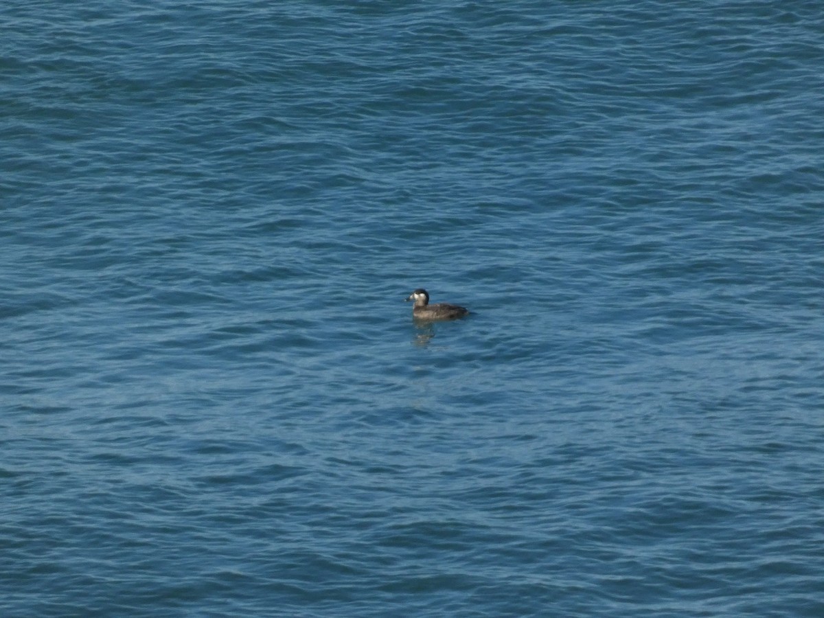 Surf Scoter - ML626425676
