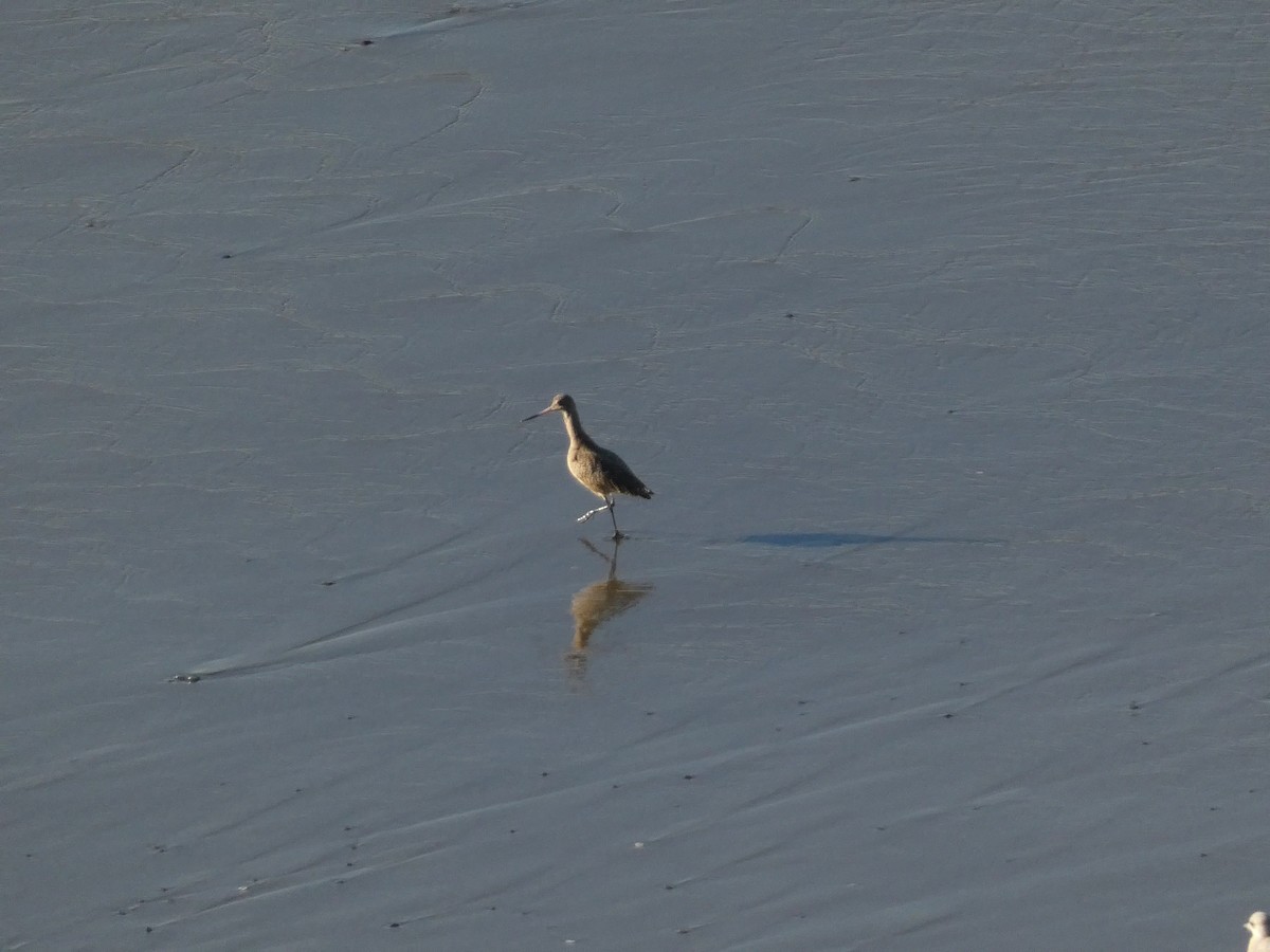 Marbled Godwit - ML626425689