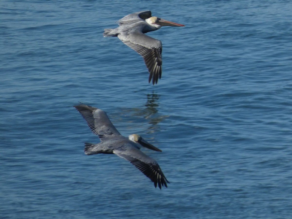 Brown Pelican - ML626425702