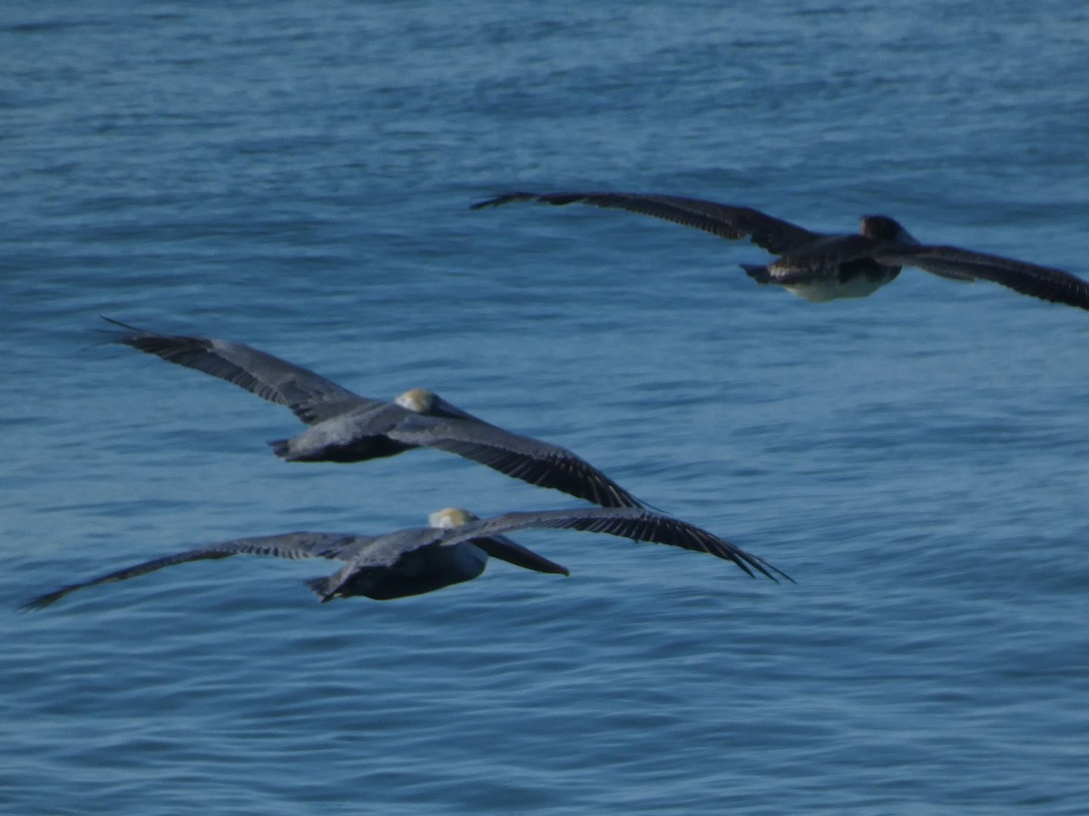 Brown Pelican - ML626425703