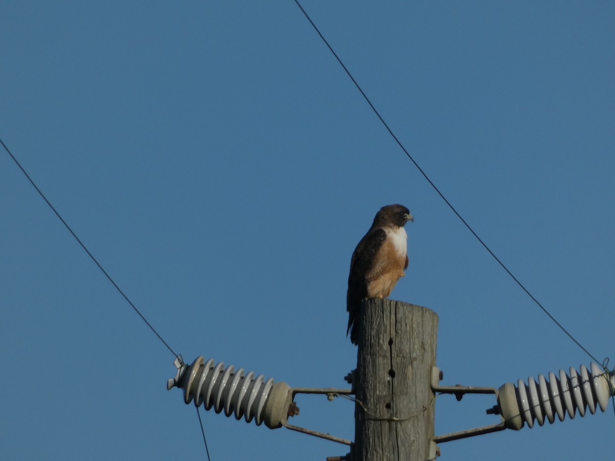 Red-tailed Hawk - ML626425709