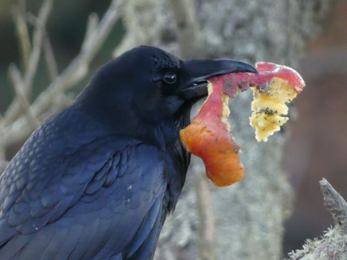 Common Raven - ML626425730