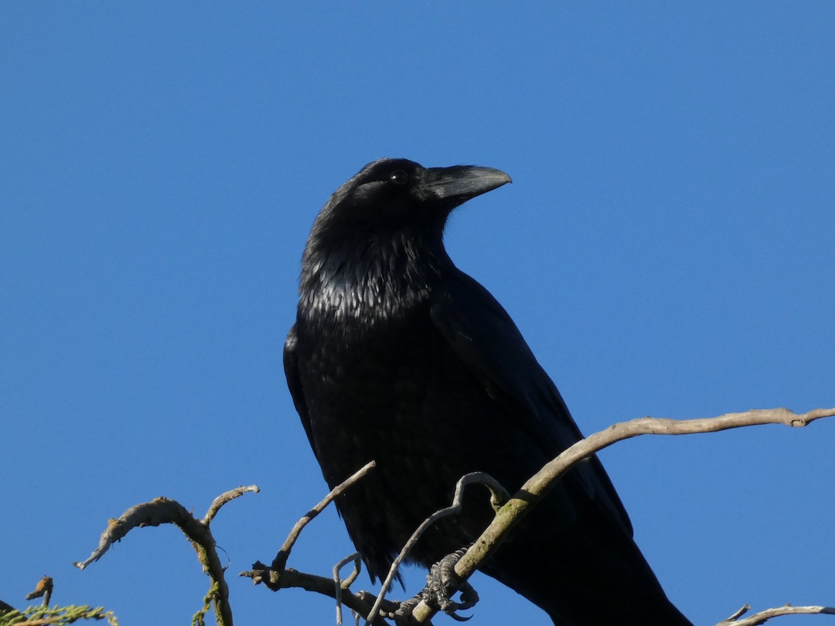 Common Raven - ML626425731