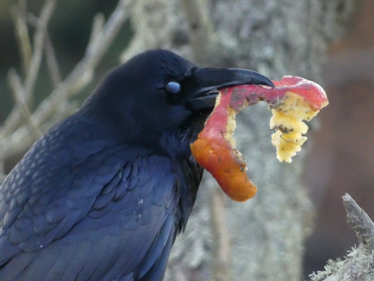 Common Raven - ML626425732