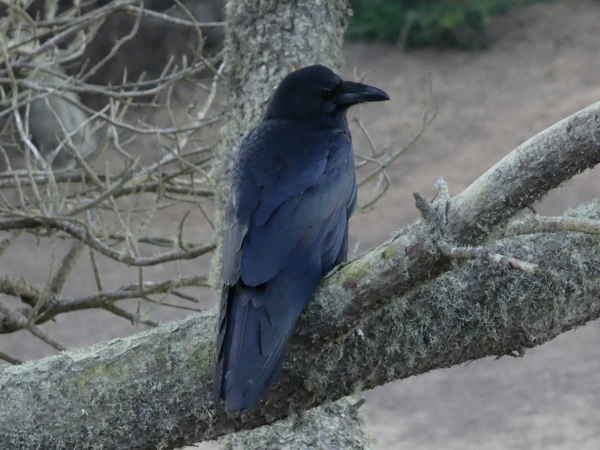 Common Raven - ML626425733