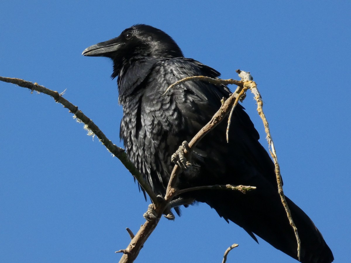 Common Raven - ML626425734