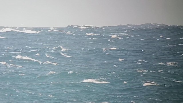 Short-tailed Shearwater - ML626425943