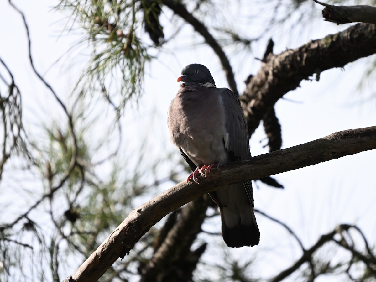 Common Wood-Pigeon - ML626426129