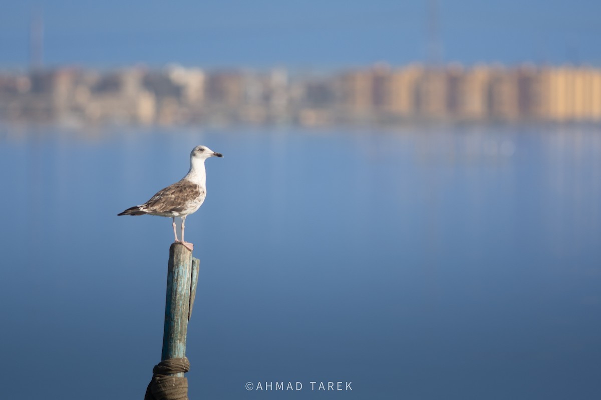 Zafferano - ML626426331