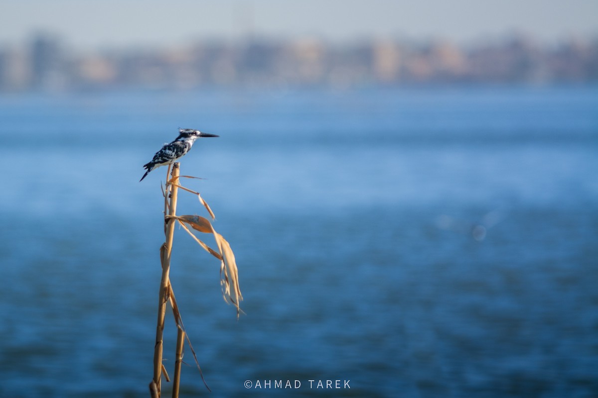 Martin pescatore bianconero - ML626426337