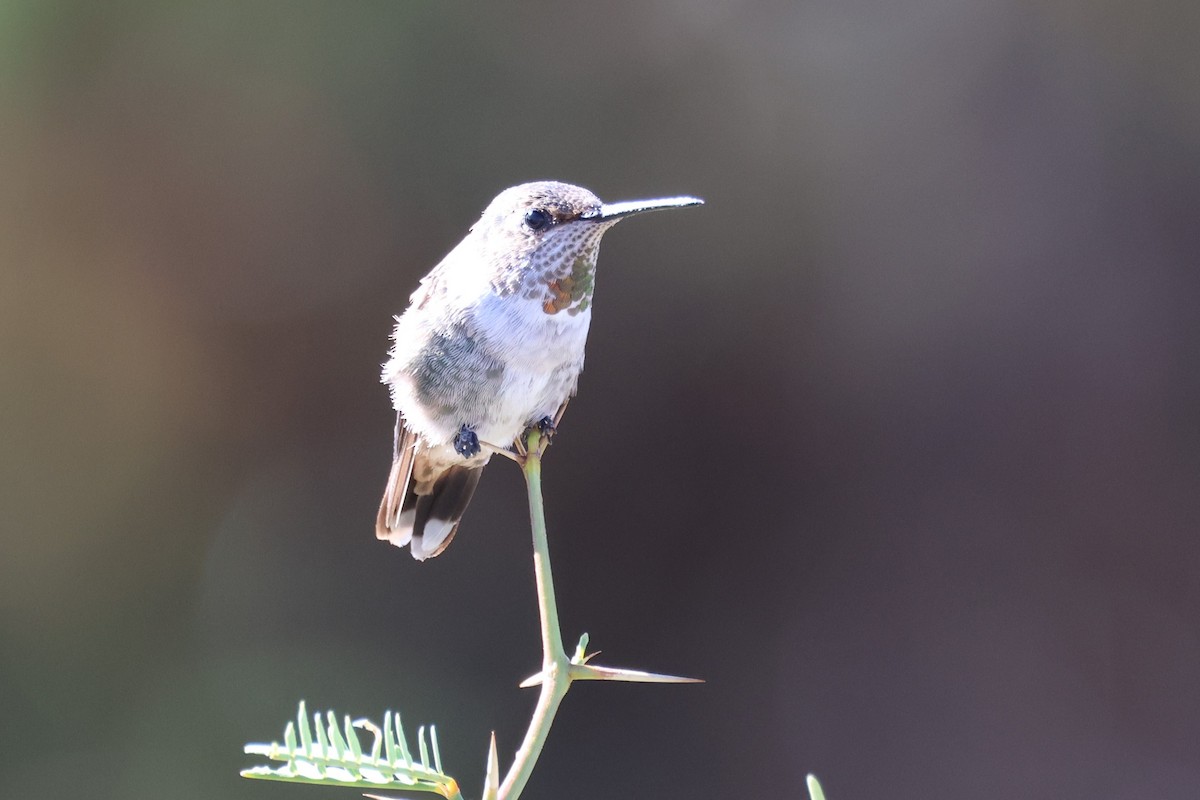 hummingbird sp. - ML626426589