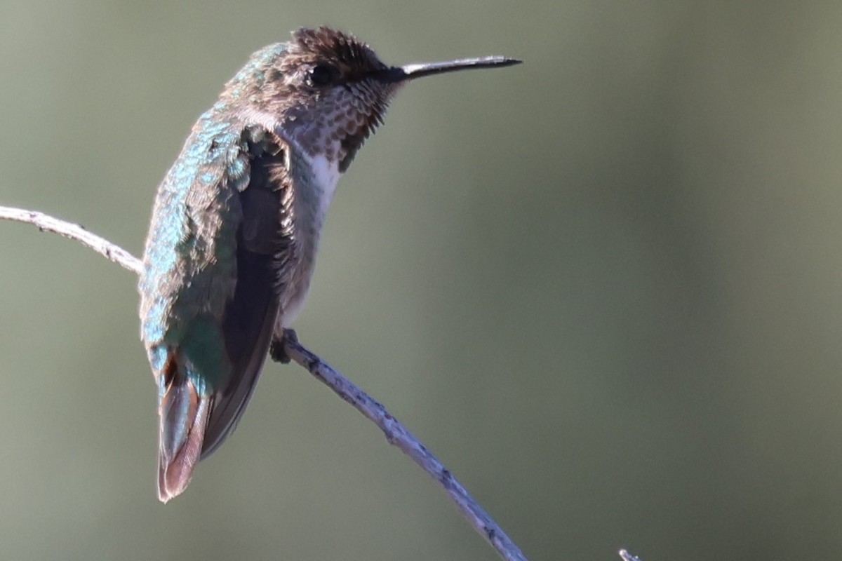 hummingbird sp. - ML626426594