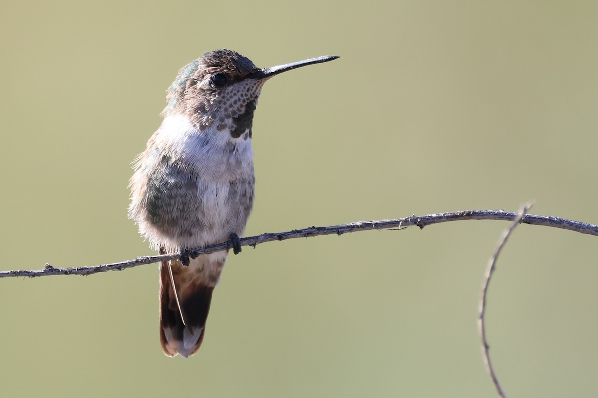 hummingbird sp. - ML626426604