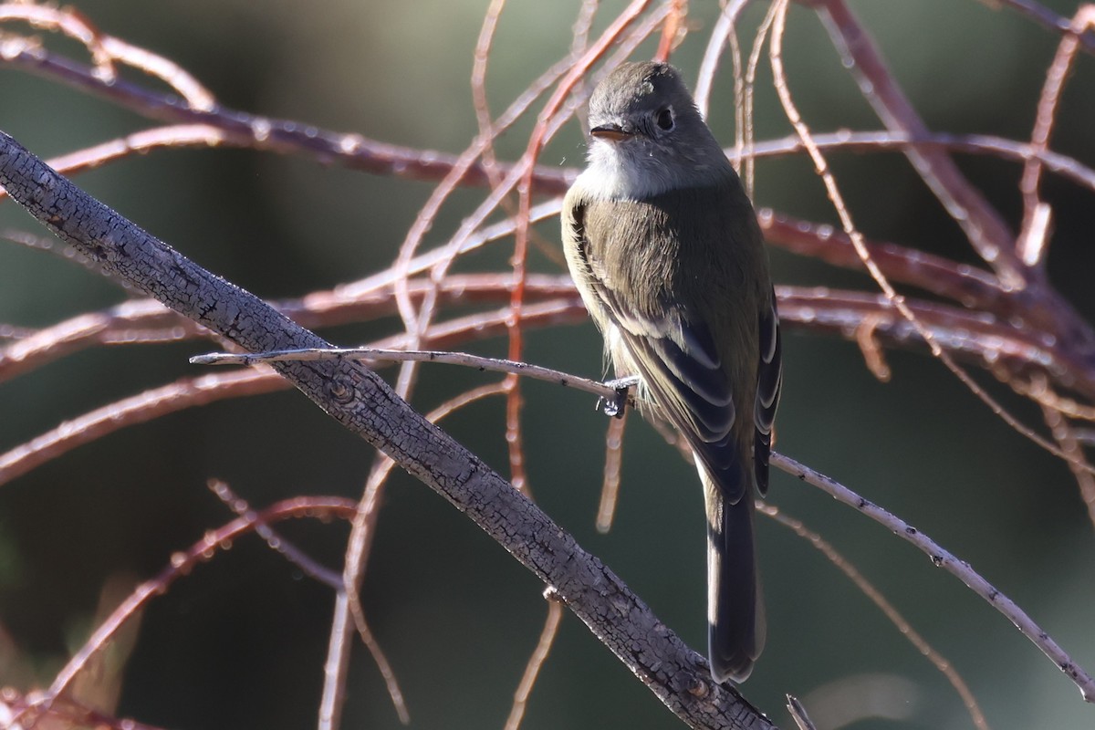 Dusky Flycatcher - ML626426609