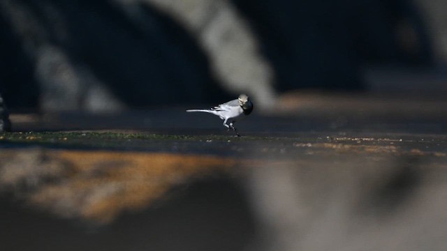 Хөх цэгцгий - ML626426658