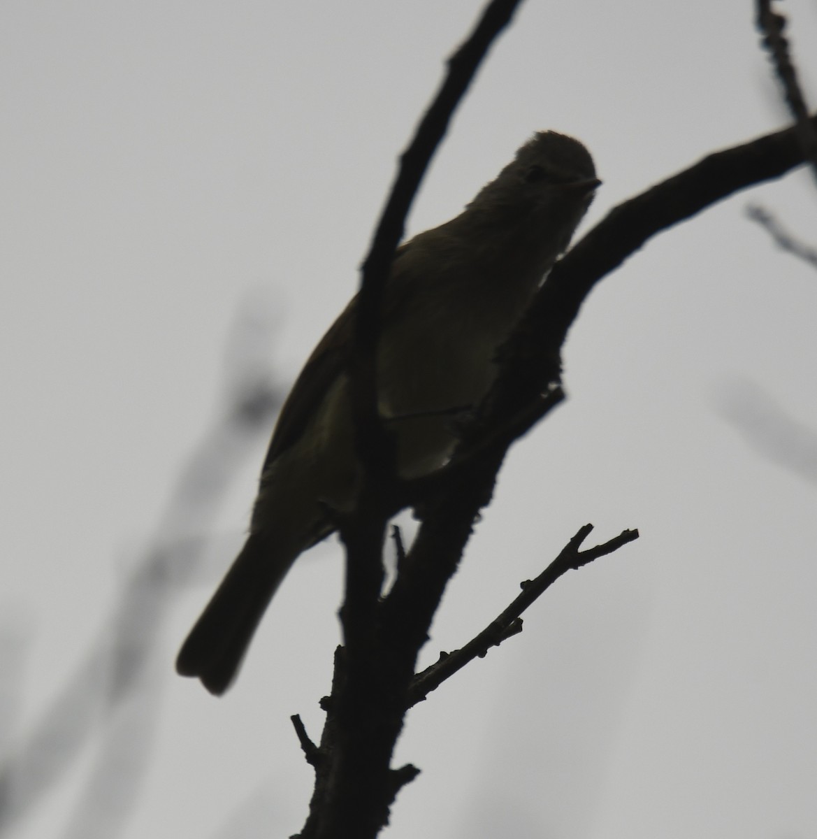 Northern Beardless-Tyrannulet - ML626426678