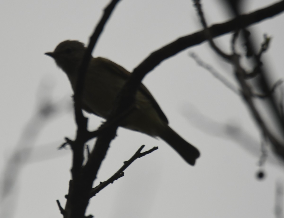 Northern Beardless-Tyrannulet - ML626426679