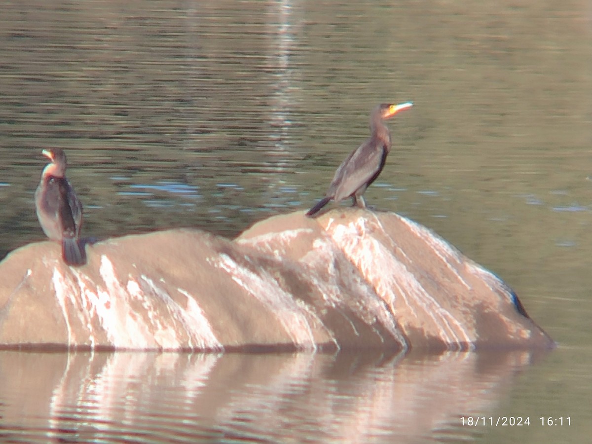 Great Cormorant - ML626426888