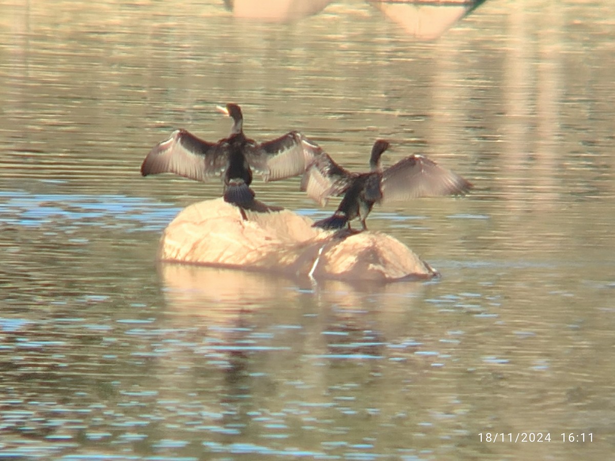 Great Cormorant - ML626426889