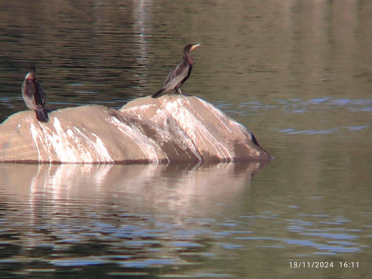 Great Cormorant - ML626426890