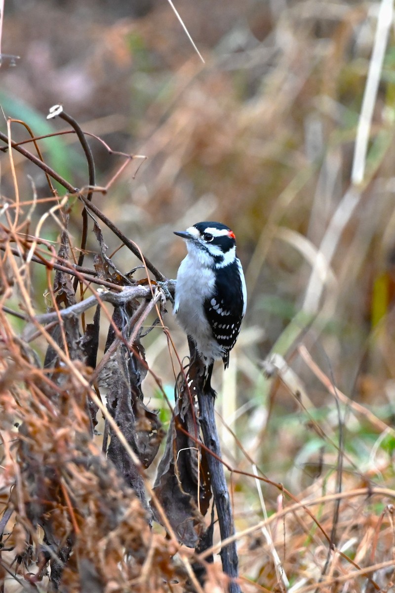 Downy Woodpecker - ML626427052