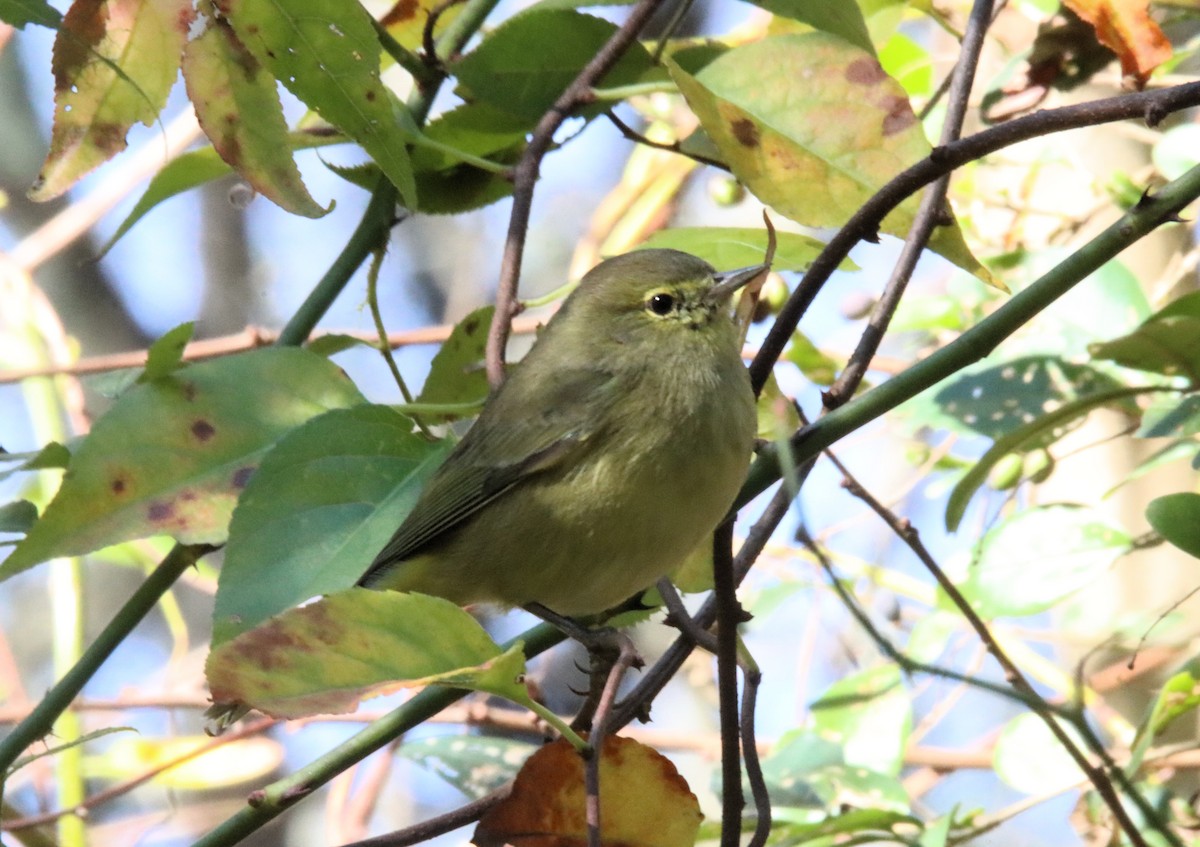 Orange-crowned Warbler - ML626427066