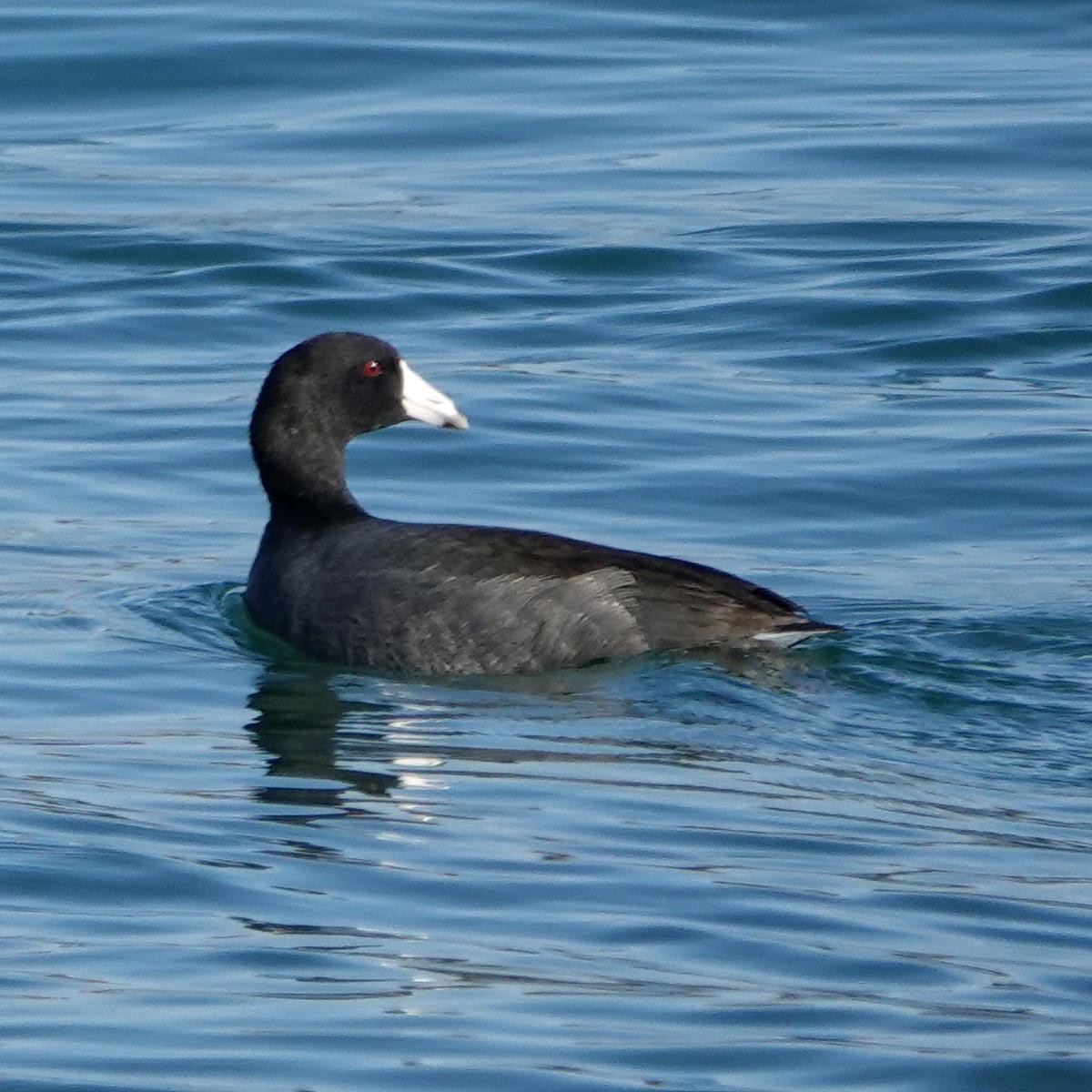 American Coot - ML626427242