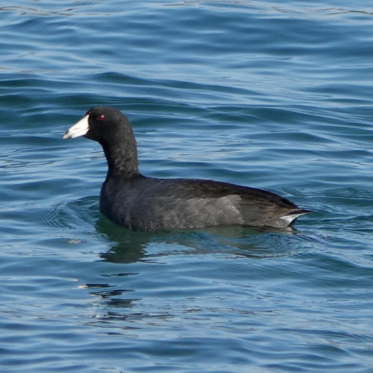 American Coot - ML626427244