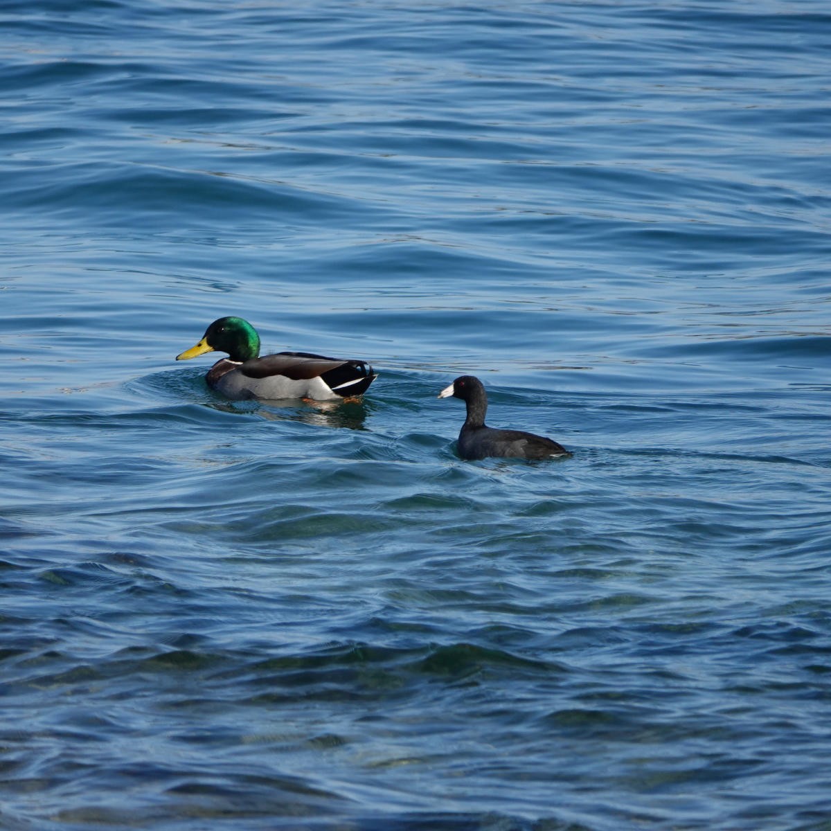 American Coot - ML626427249