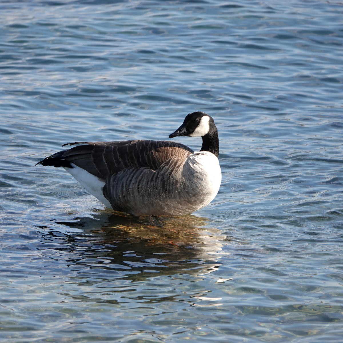 Canada Goose - ML626427265