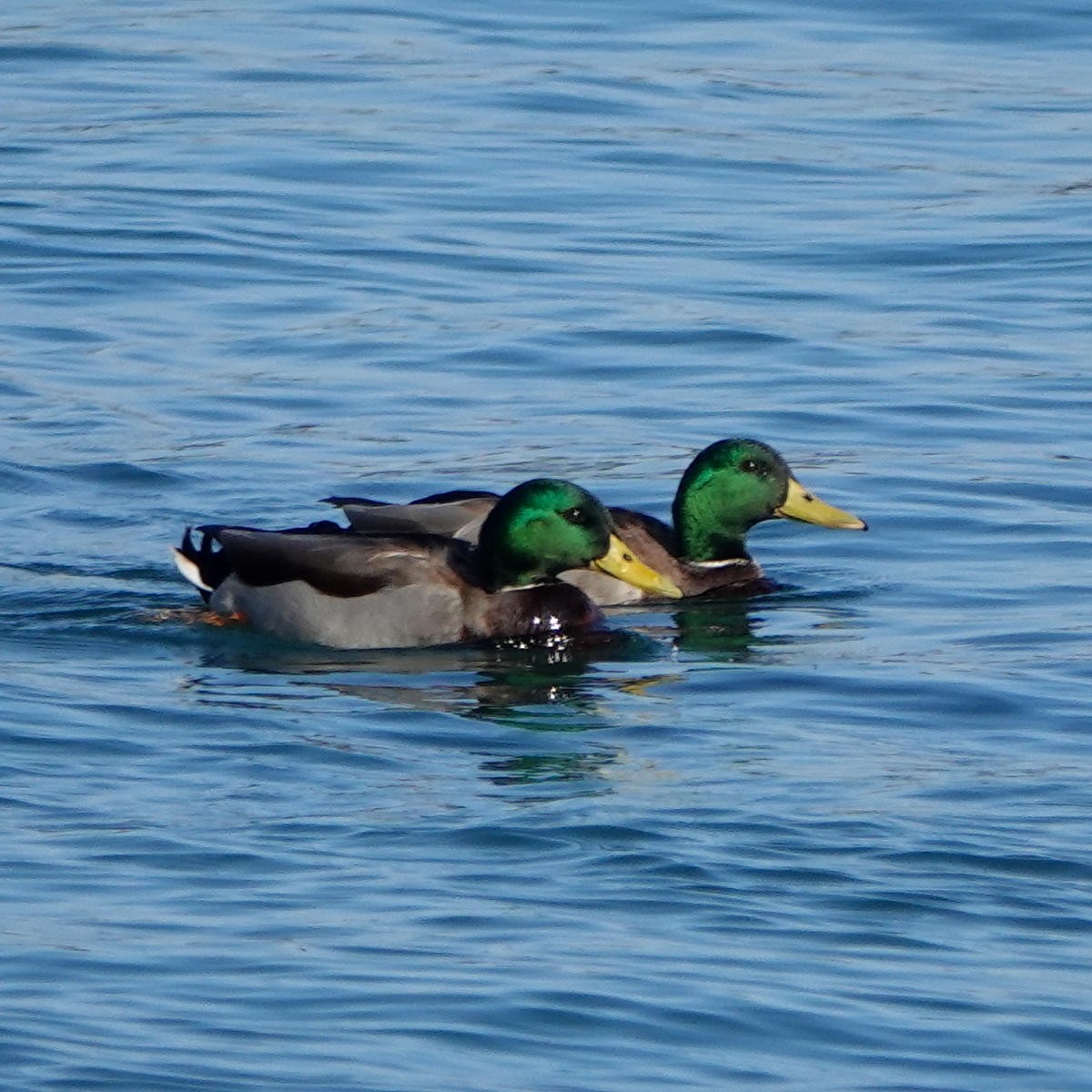 Mallard - ML626427270