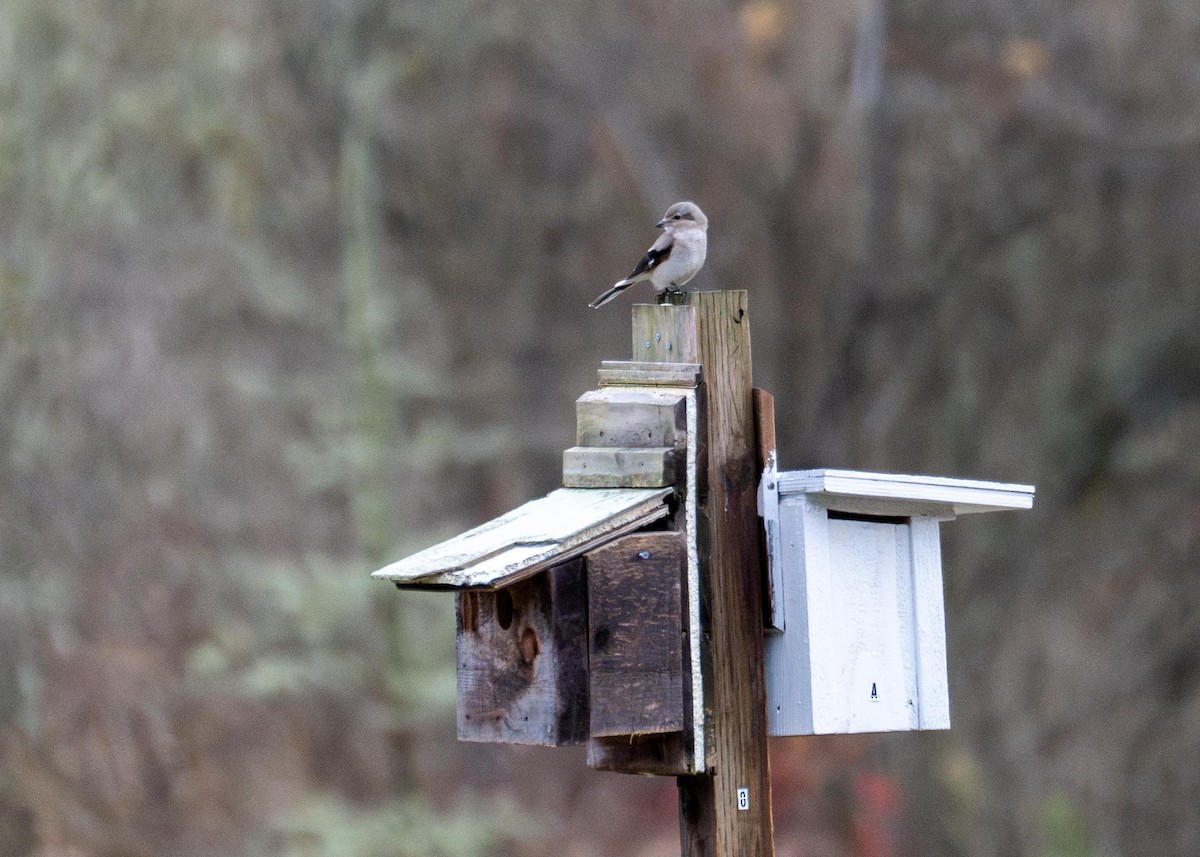 Northern Shrike - ML626427278